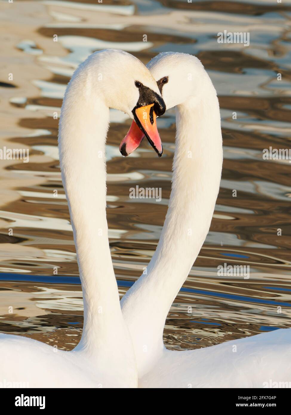 Mute Swan - pair in courtship display Cygnus olor West Country, UK BI031832 Stock Photo