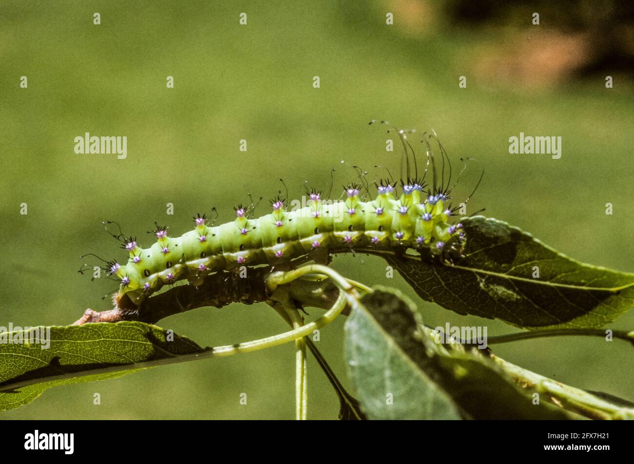 Caterpillar of the Giant peacock moth (Saturnia pyri) Photographed in Israel in December Stock Photo
