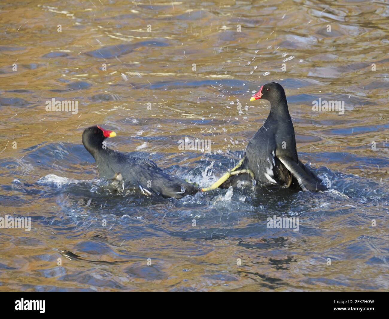 Moorhen - fighting over territory Gallinula chloropus West Country, UK BI031861 Stock Photo