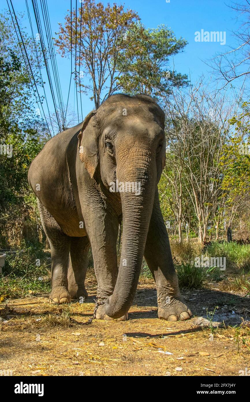 A suffering elephant in elephant kraal pavilion ayutthaya Thailand
