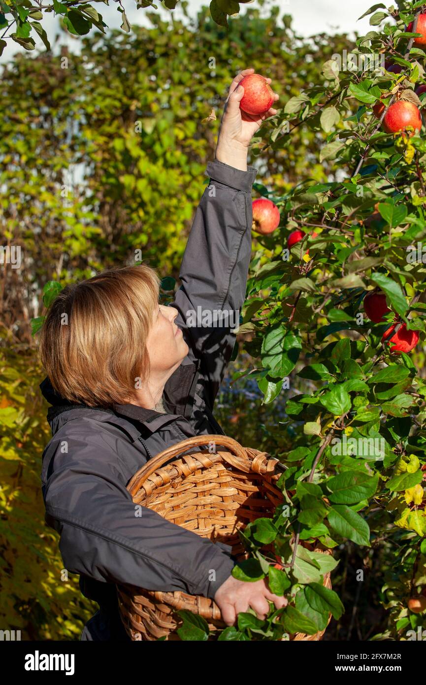 A woman picking apples from a tree Stock Photo