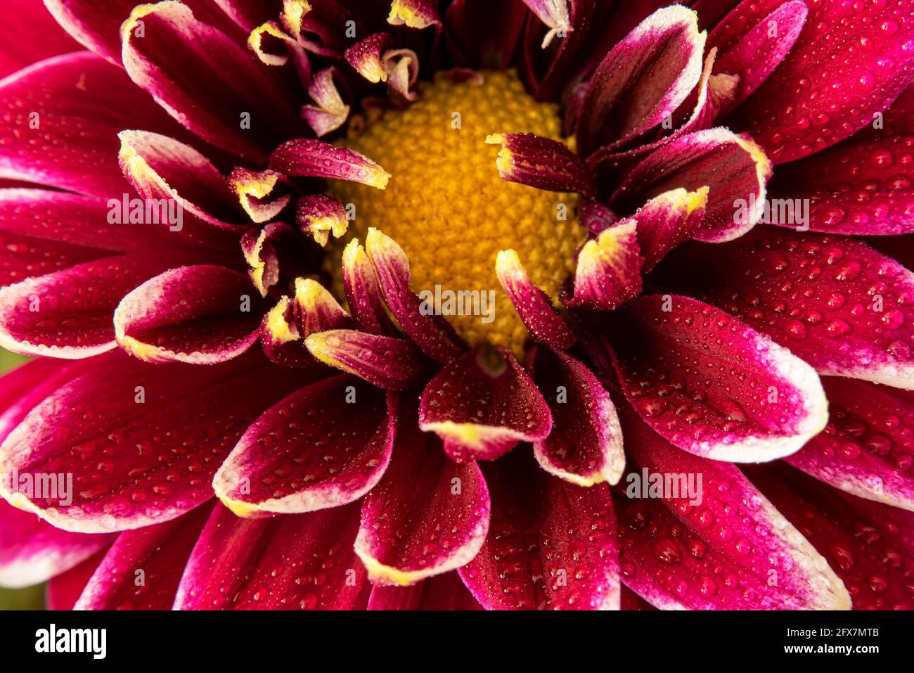 Macro photography of flower Chrysanthemum Stock Photo - Alamy