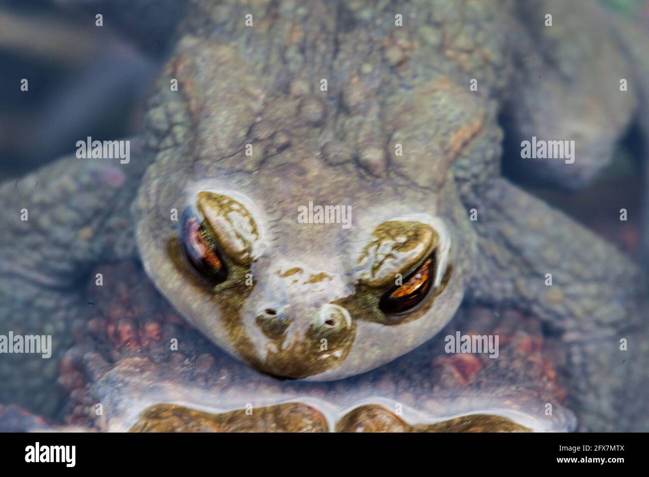 Toad. Bufo viridis Stock Photo - Alamy