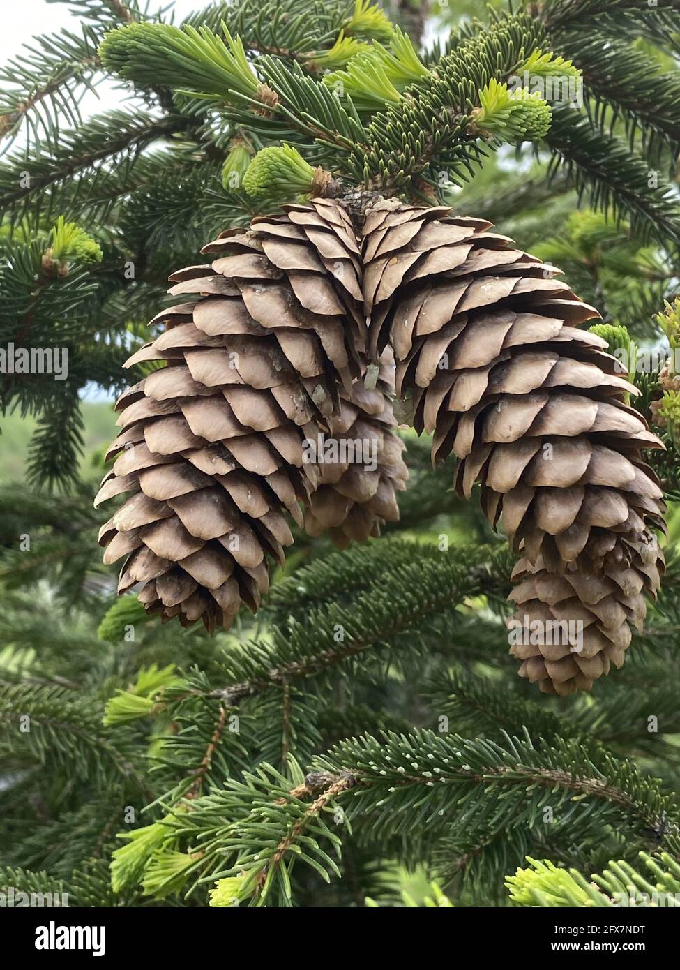 Closeup shot cone hi-res stock photography and images - Alamy