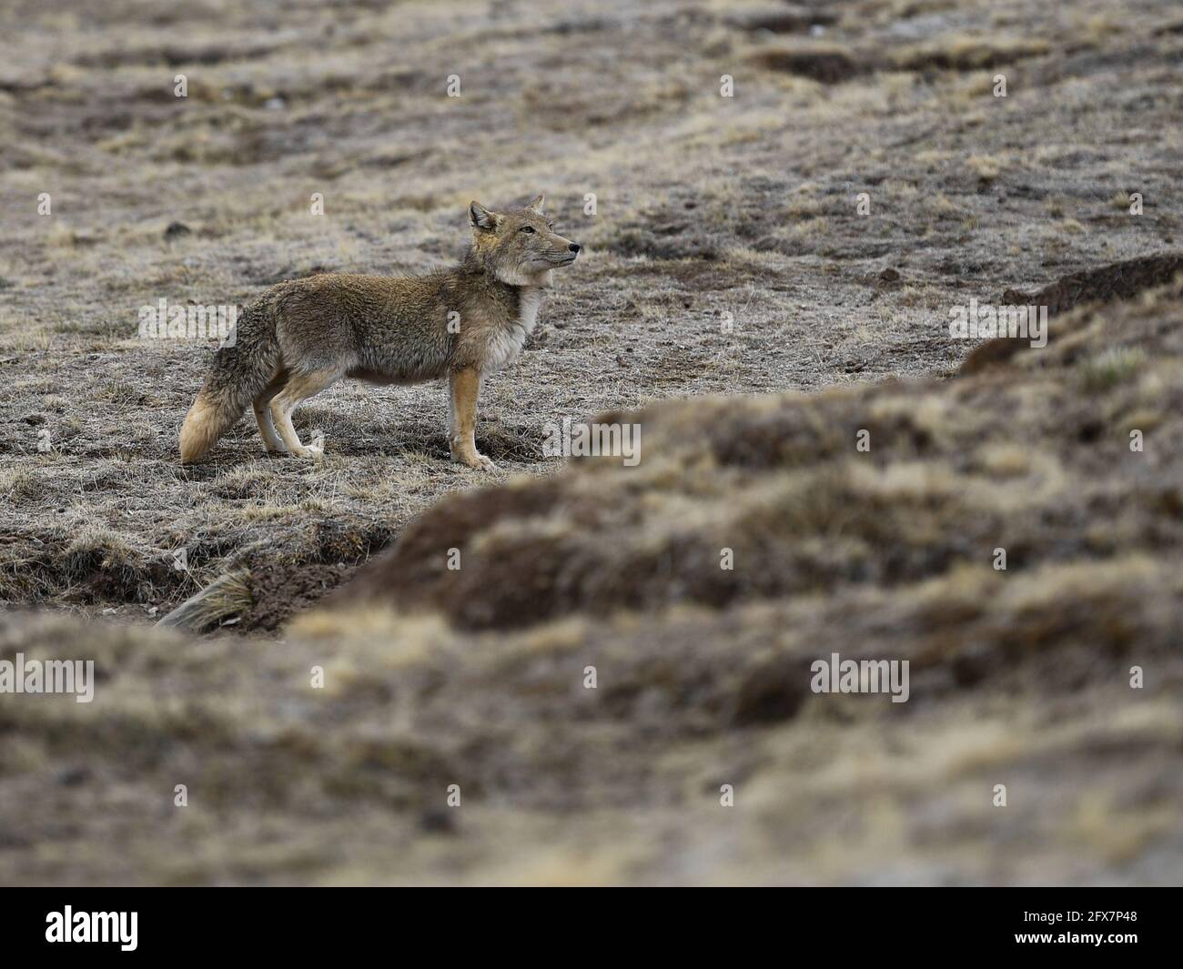 Golog. 25th May, 2021. A Tibetan fox is seen at the source of the Yellow  River section of the Sanjiangyuan National Park in Golog Tibetan Autonomous  Prefecture of northwest China's Qinghai Province,
