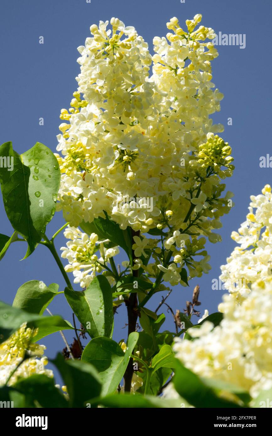 Syringa Primrose Lilac white spike yellow tint Stock Photo