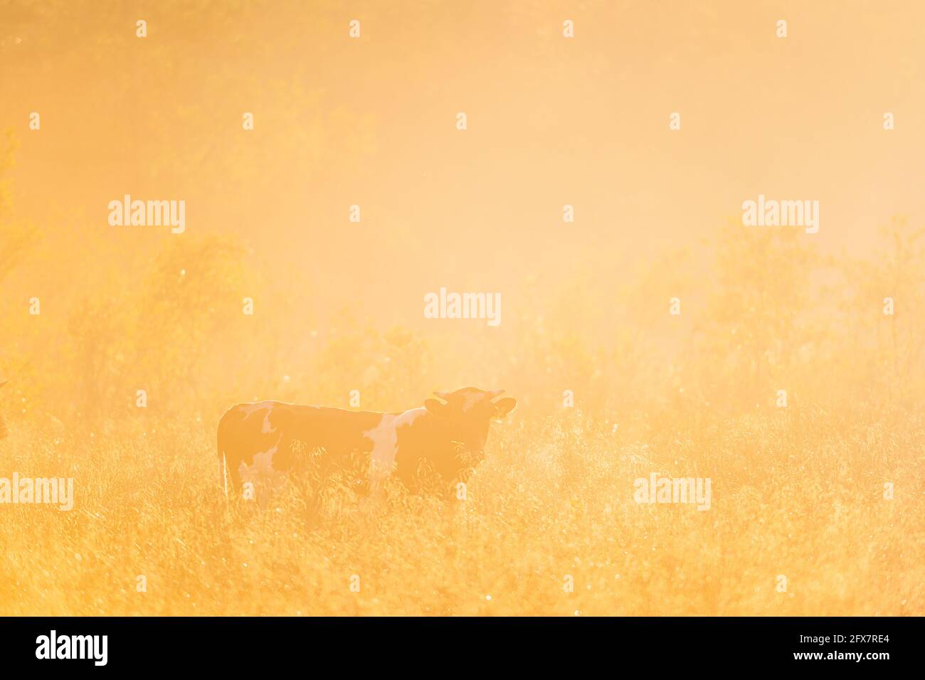 Cow standing on grass field Stock Photo - Alamy