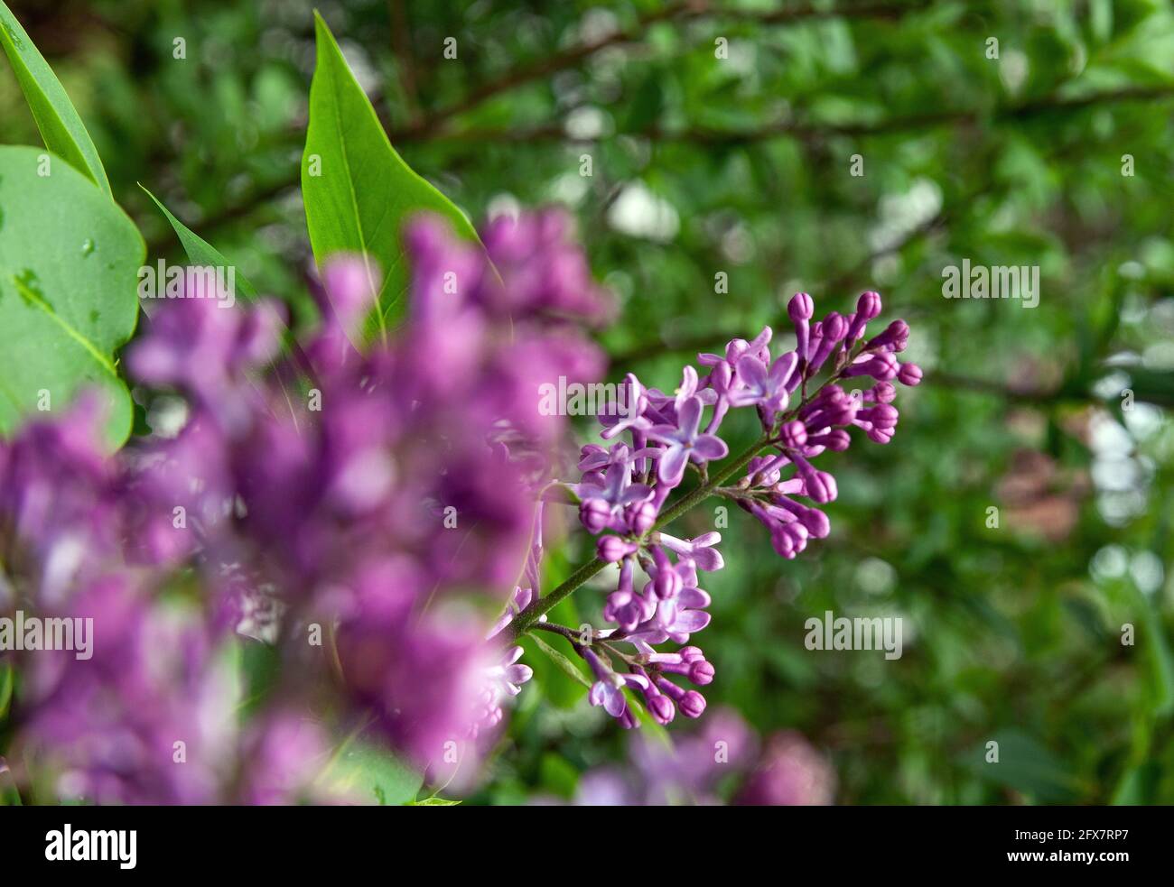 Syringa vulgaris lilac or common lilac flower on bush in garden Stock Photo