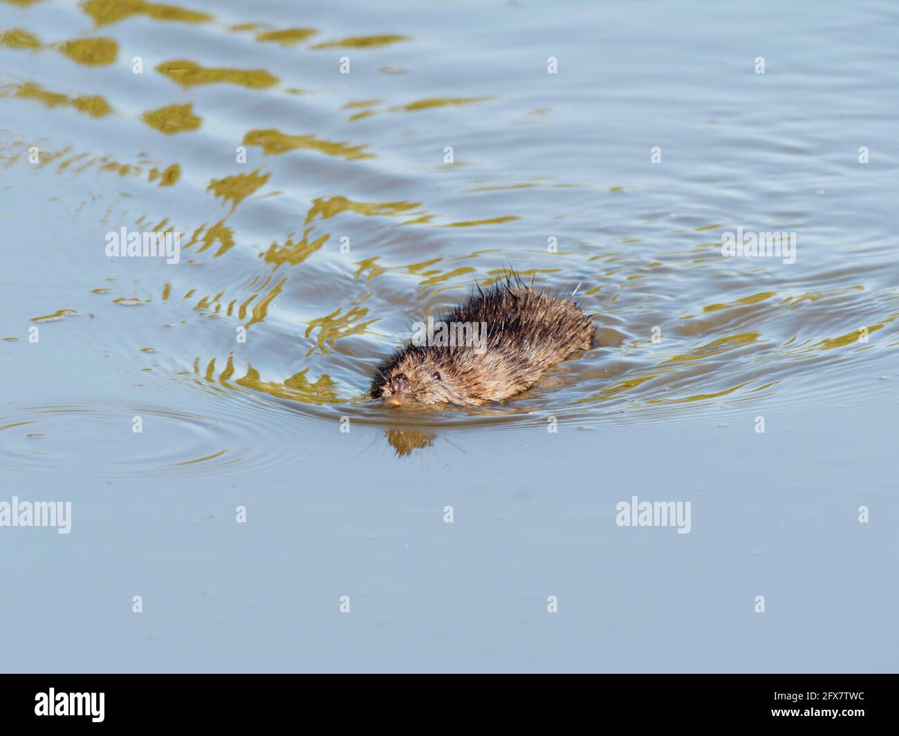 Water Vole - swimming Arvicola amphibius Essex, UK MA004007 Stock Photo