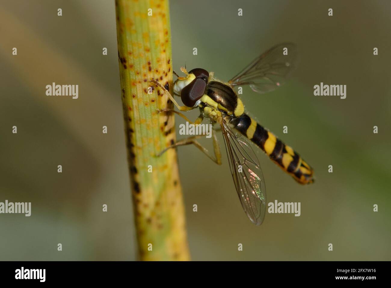 Male Long hoverfly (Sphaerophoria scripta) Stock Photo