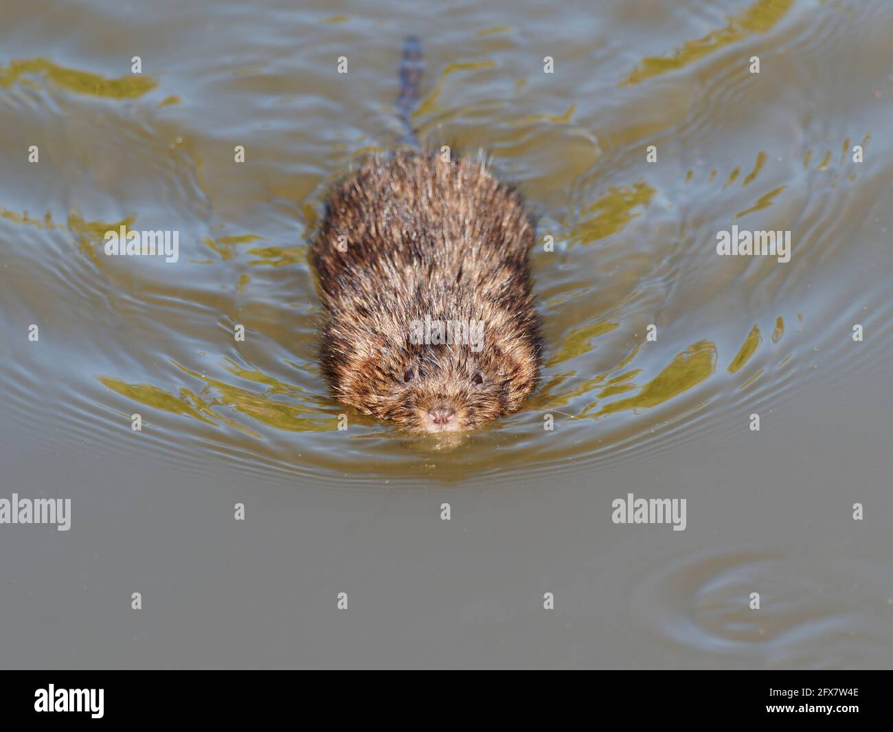 Water Vole - swimming Arvicola amphibius Essex, UK MA004010 Stock Photo