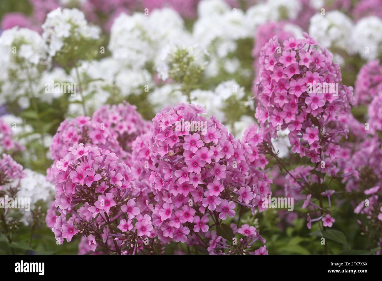 Garden Phlox - Pink and White Phlox paniculata Essex. UK PL002352 Stock Photo