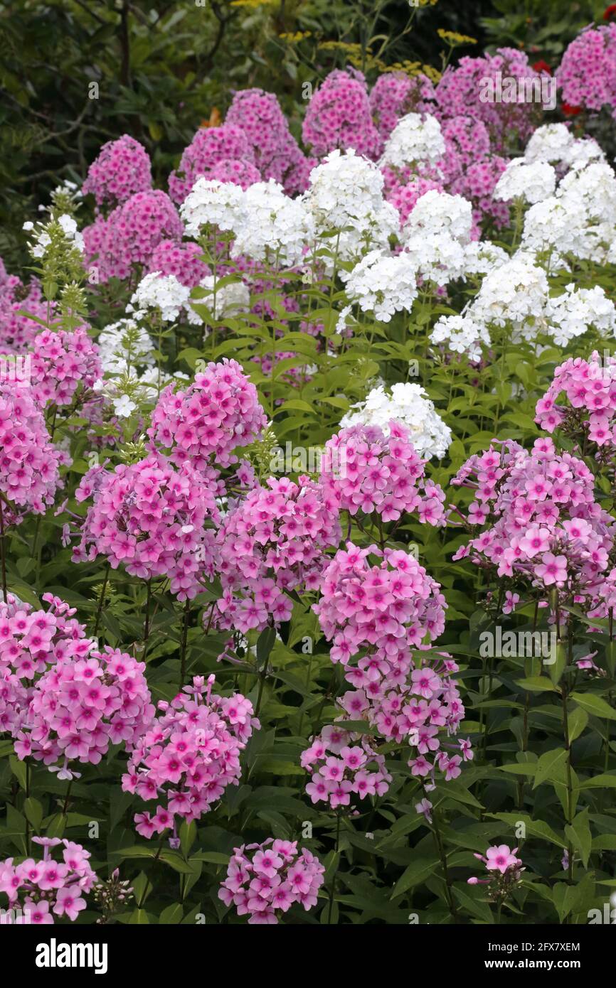 Garden Phlox - Pink and White Phlox paniculata Essex. UK PL002354 Stock Photo