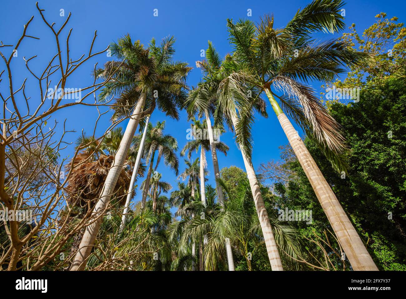 variety of plants from the Botanical Garden of Aswan Egypt Stock Photo
