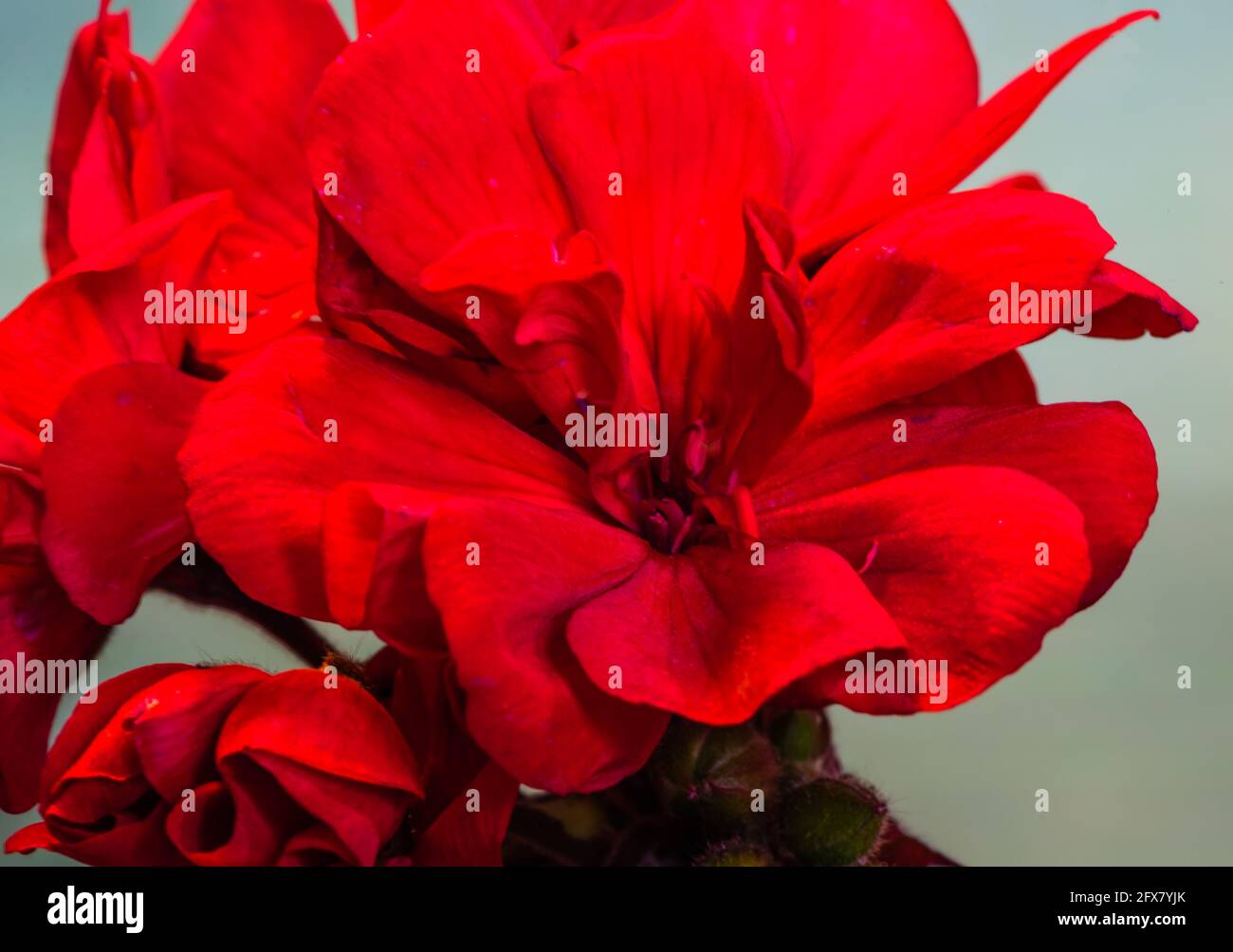 Geranium Calliope Scarlet Red. Stock Photo