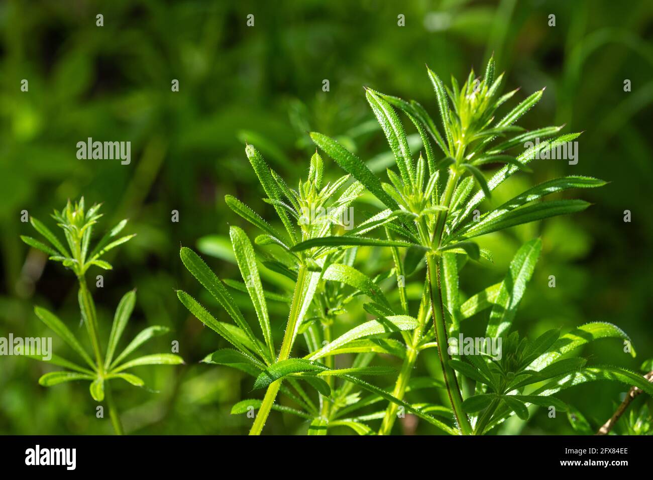 Cleavers (Galium aparine, also called goosegrass, stickyweed), UK plant