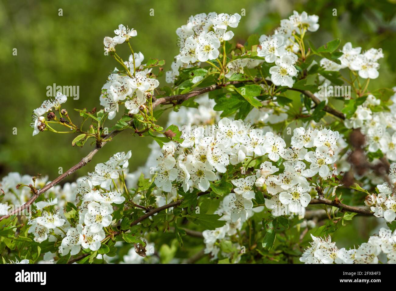 Hawthorn blossom (Crataegus monogyna, May tree), flowering tree in