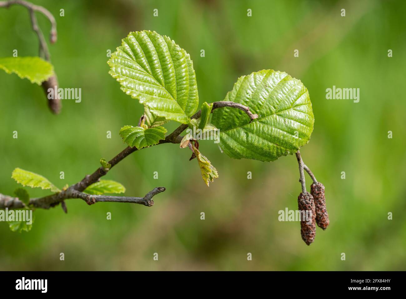 Alder tree (Alnus glutinosa), close-up of fresh leaves and catkins during May or late Spring, UK Stock Photo