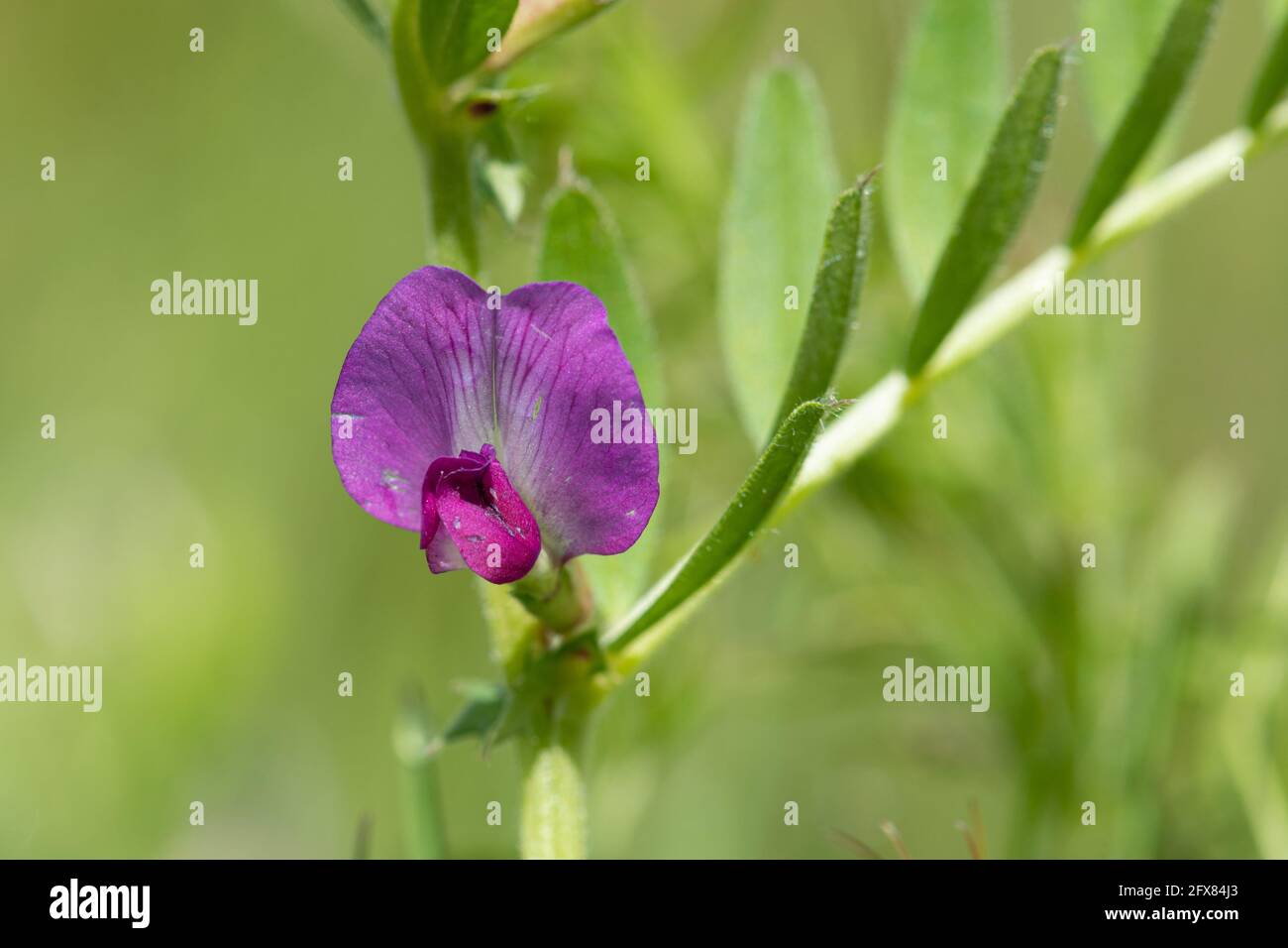 Common vetch (Vicia sativa) pink wildflower growing on grassland, UK, during May Stock Photo