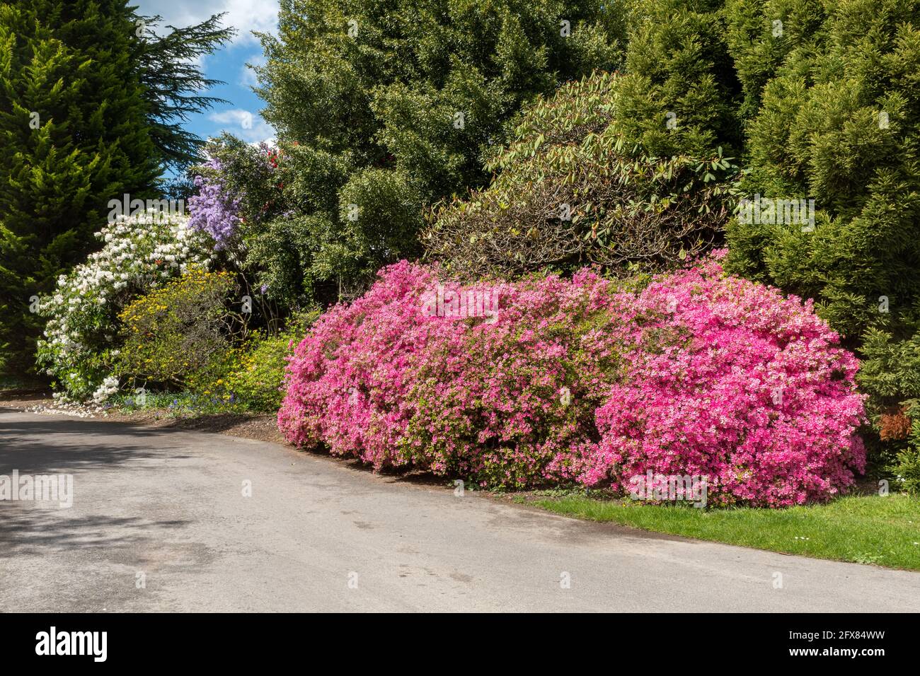 Leonardslee Gardens in West Sussex with colourful azaleas during May or Spring, England, UK Stock Photo