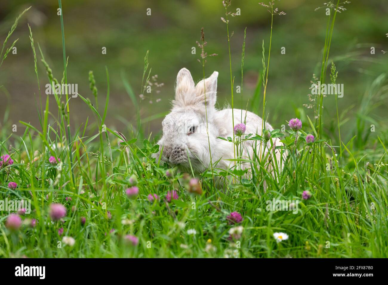 A white cute dwarf rabbit in a green meadow, red and white clover, cloudy day in springtime Stock Photo