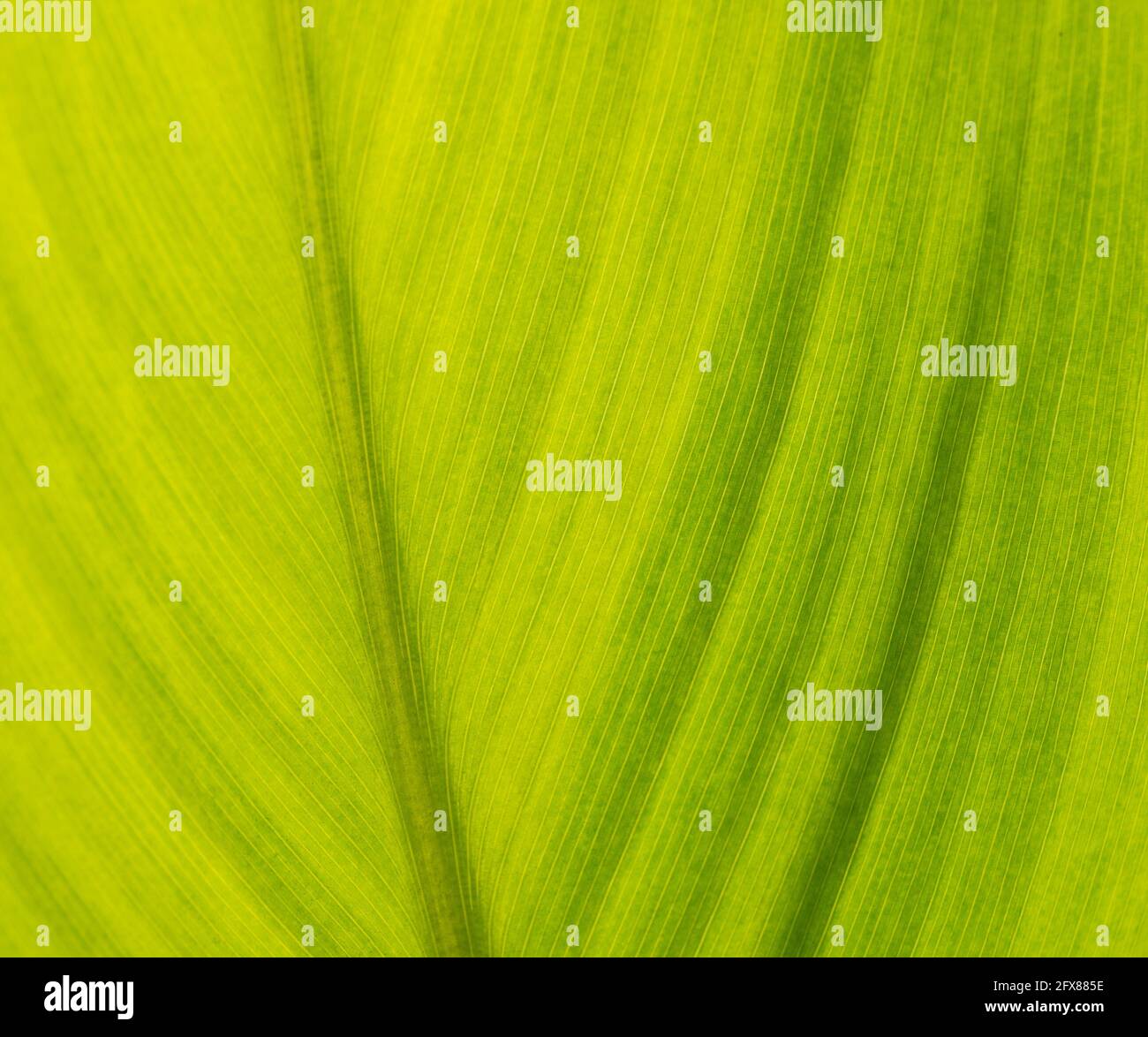 Abstract macro closeup of green leaf in garden showing veins creating ...