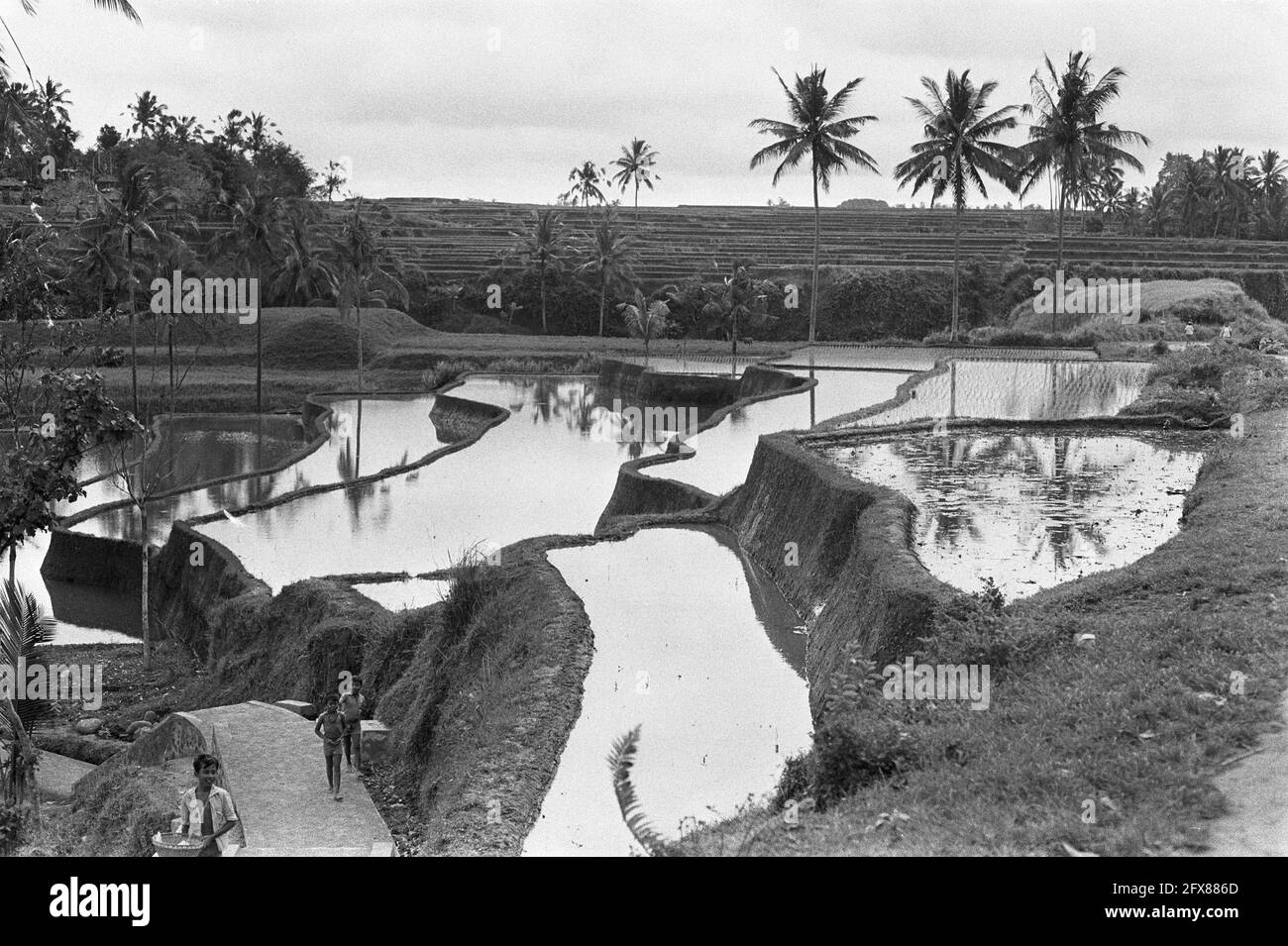 Bali (Indonesia), terrace rice fields, September 9, 1971, RICE FIELDS, terraces, The Netherlands, 20th century press agency photo, news to remember, documentary, historic photography 1945-1990, visual stories, human history of the Twentieth Century, capturing moments in time Stock Photo