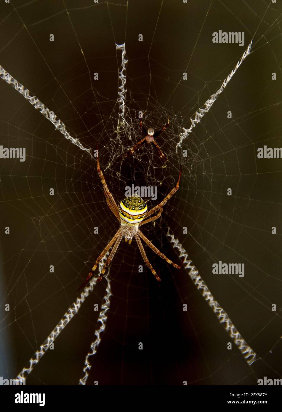 Small male and large female St Andrews Cross spiders (Argiope keyserlingi) in web with woven cross (stabilimentum).Queensland, Australia, summer. Stock Photo
