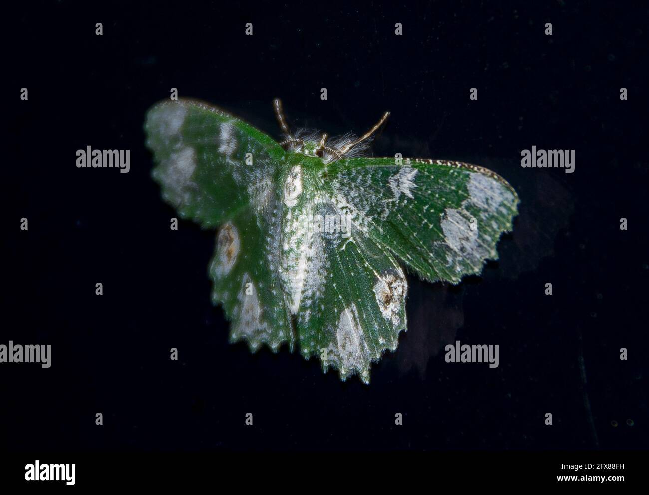 Large green and white spotted moth (Eucyclodes speciosa) on a black background (window). Nighttime, Queensland, Australia. Stock Photo