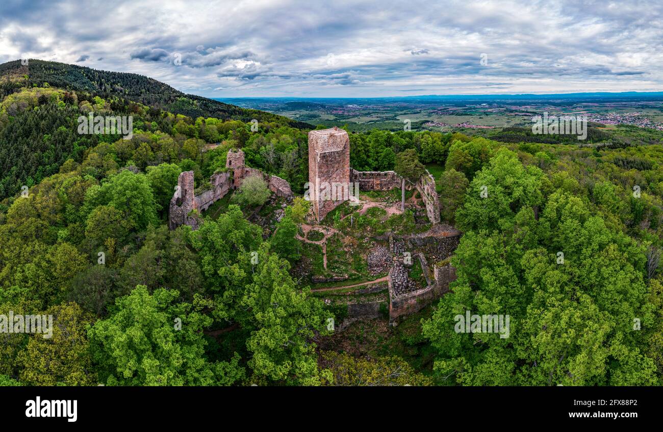 Medieval Castle Landsberg in Vosges, Alsace. Aerial view of the castle ruins, filmed from a drone. France Stock Photo