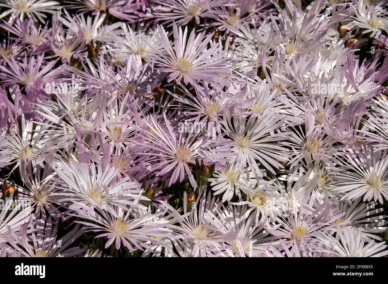 Mass of pale pink flowers of the succulent  pigface, carpobrutus glaucescens in private garden, Queensland, Australia. Background. Stock Photo