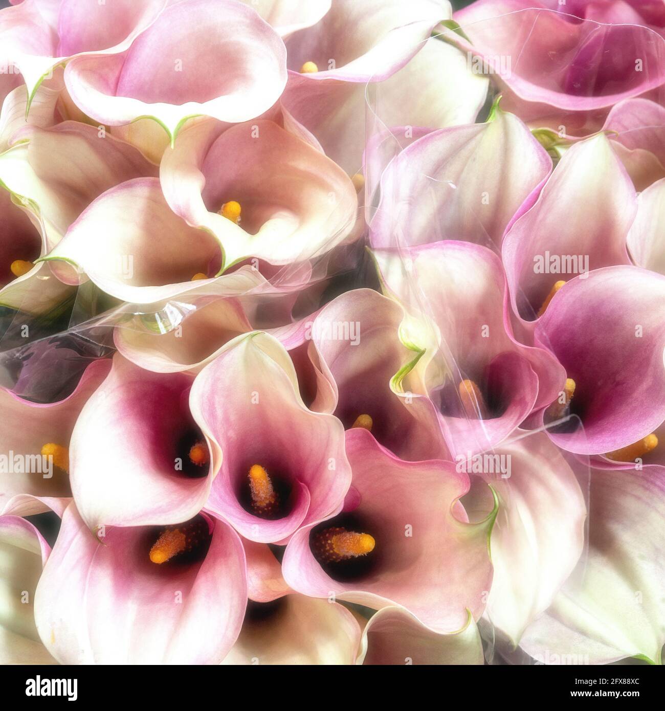 Dreamy Style Background Of Pink And White Calla Lily Bouquets This