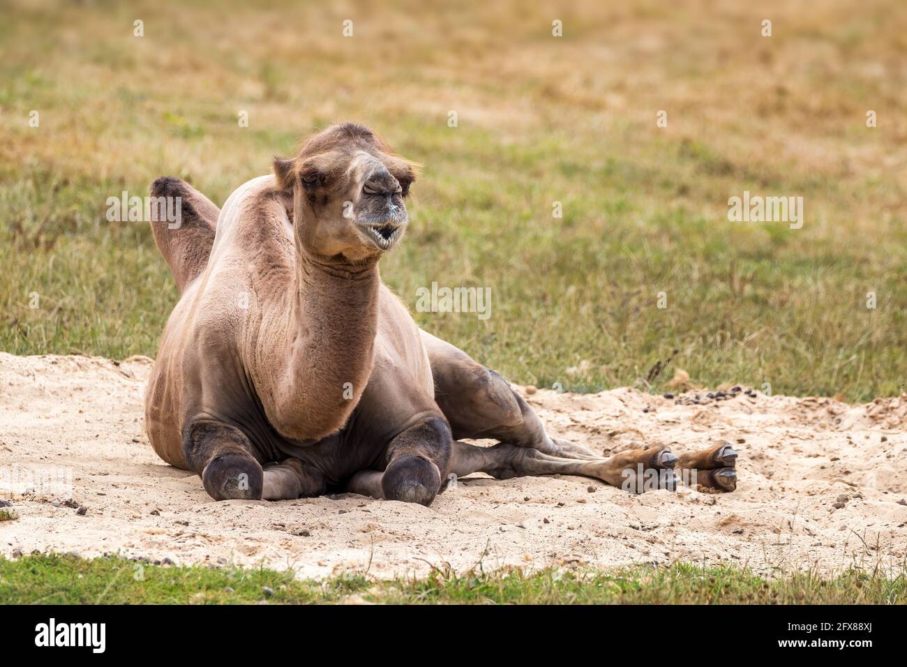 Bactrian camel, camelus bactrianus, laying in sand. The bactrian, or ...