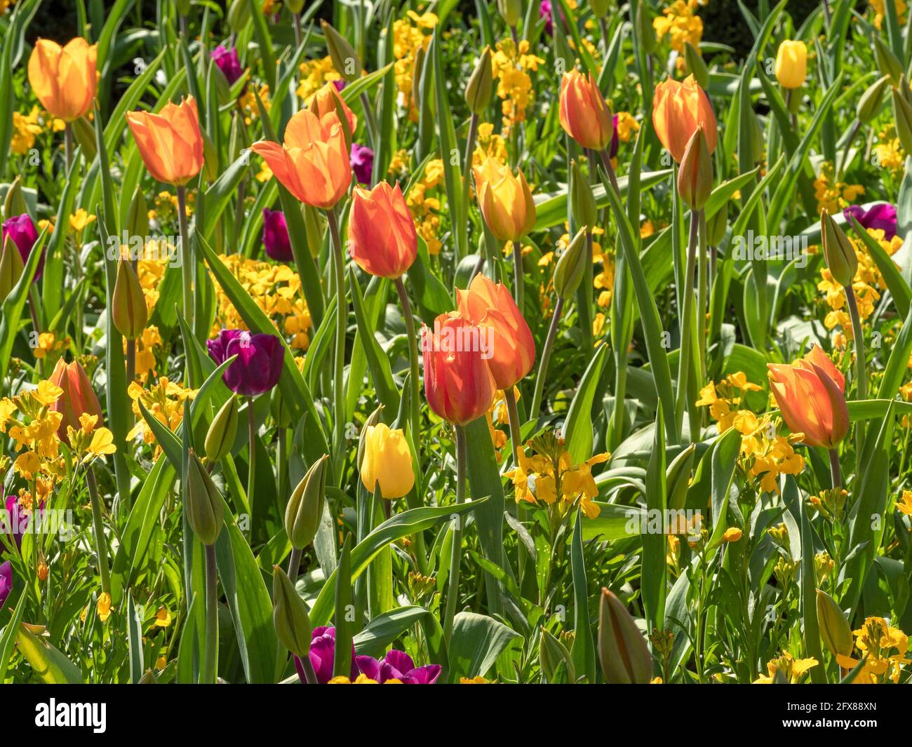 Mixed tulips and wallflowers in a garden Stock Photo