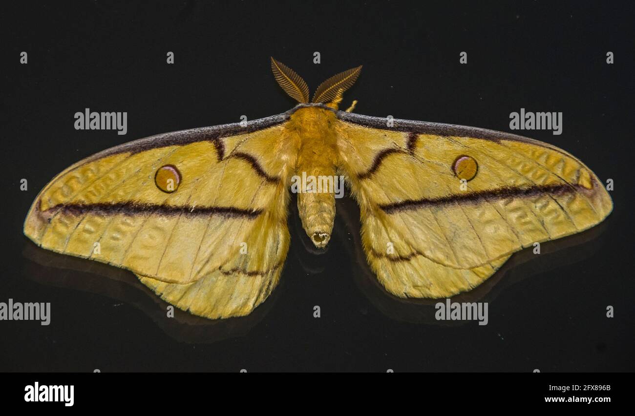 Emperor gum moth (Opodiphtera astrophela). A large yellow patterned moth settled on a black background at night. Queensland, Australia Stock Photo