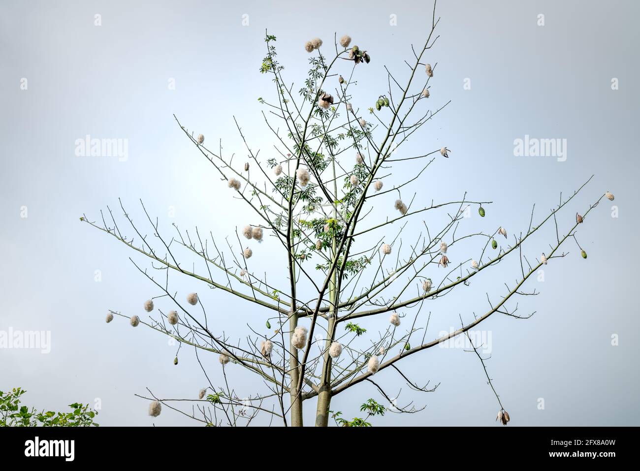 Silk cotton tree, Scientific name is Ceiba pentandra, under blue sky
