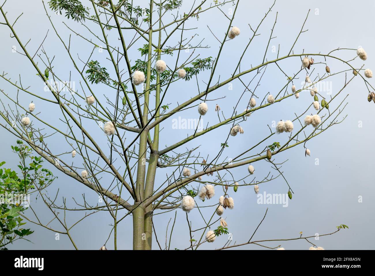 Soft floss silk hires stock photography and images Alamy