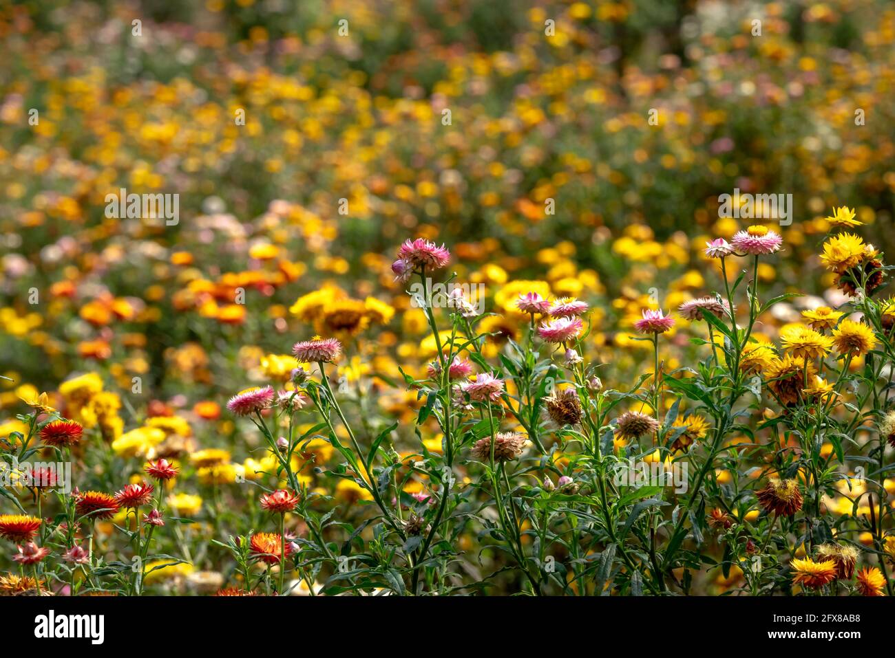 Xerochrysum bracteatum flower field blooms brilliantly on the hillside
