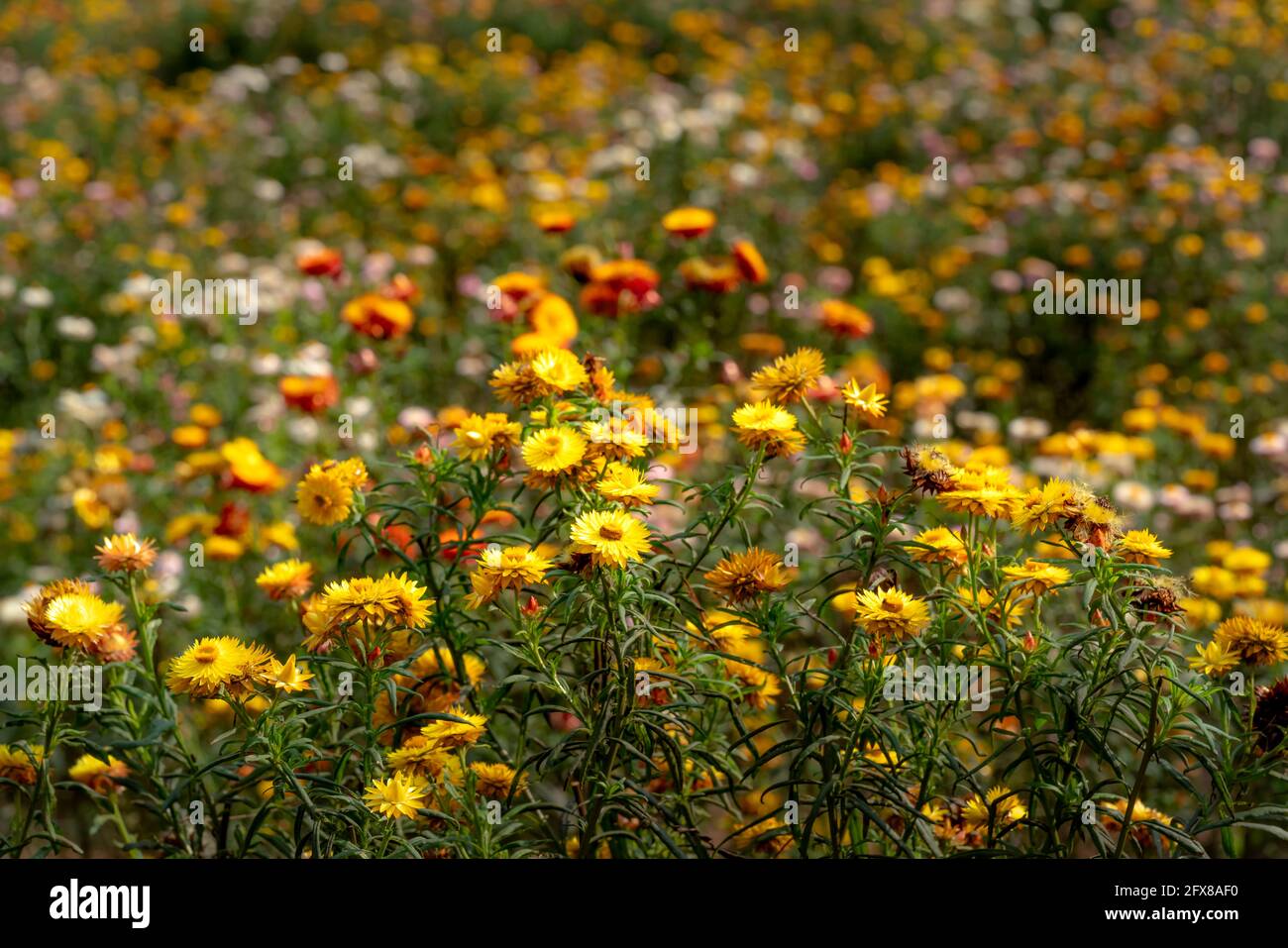 Xerochrysum bracteatum flower field blooms brilliantly on the hillside