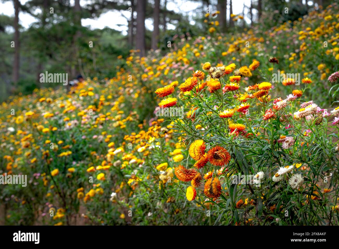 Xerochrysum bracteatum flower field blooms brilliantly on the hillside
