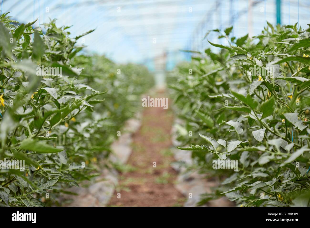 Greenhouse with tomato plants. Copy space. Young tomato plant grown in a greenhouse. Spring home plants concept Stock Photo