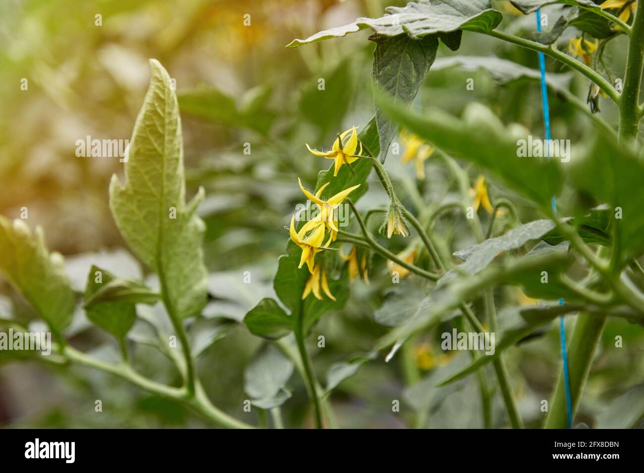 Spring greenhouse. Young tomato plant grown in a greenhouse. Spring home plants concept. Blooming tomatoes. Stock Photo