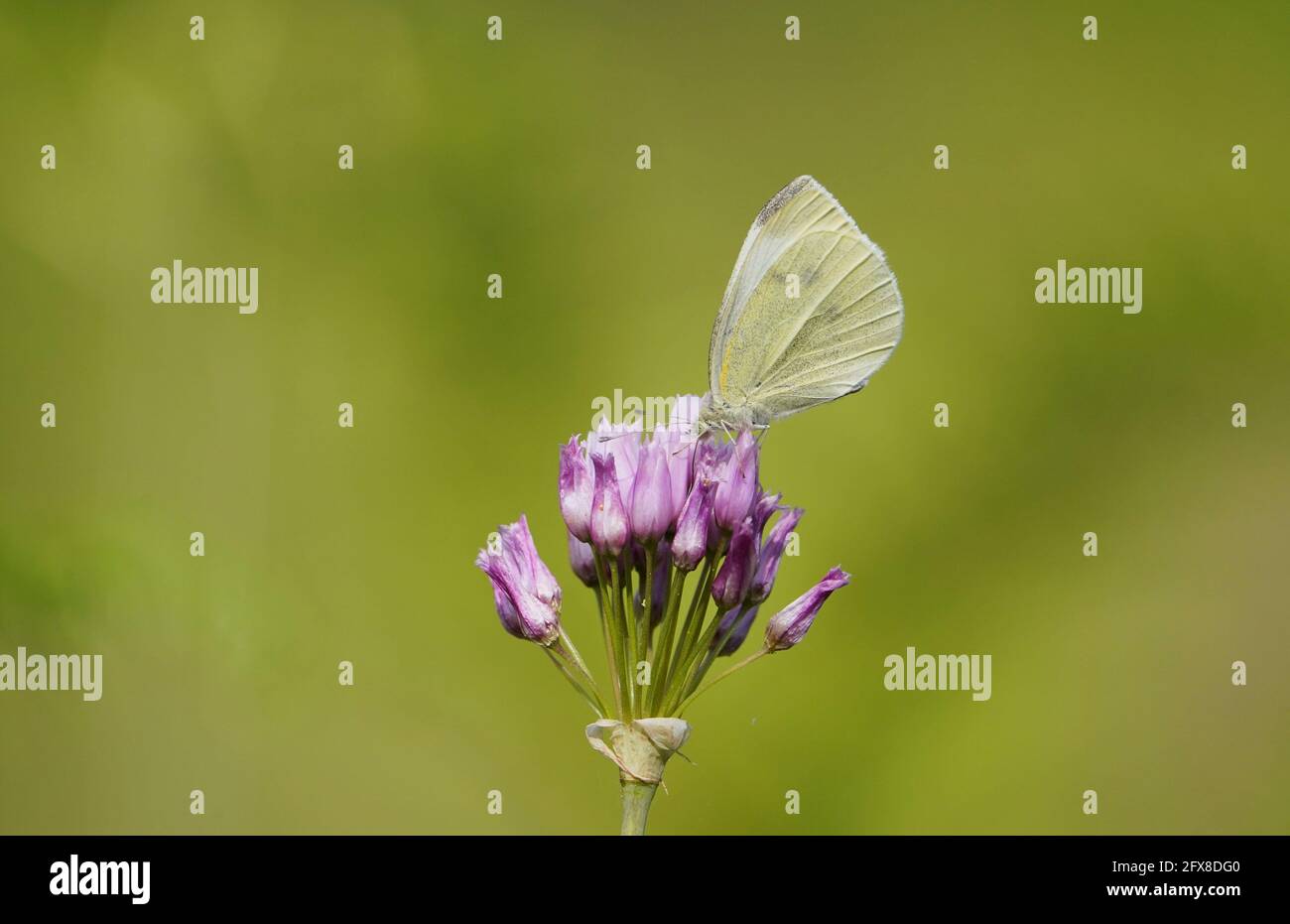 A Cabbage white butterfly, Pieris rapae, is feeding on Rosy garlic, Spain. Stock Photo