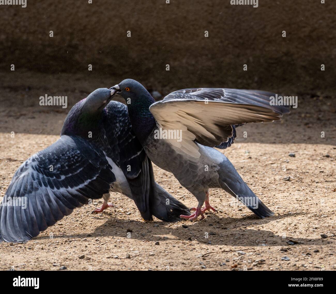 Pigeon Fight Patterns Two pigeons crossing beaks and fighting Stock Photo - Alamy