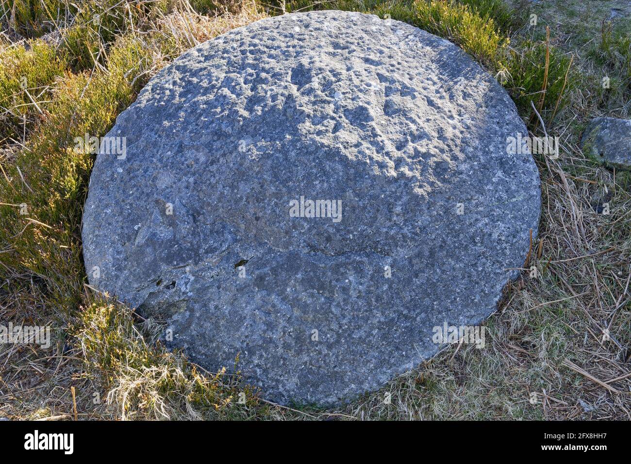 Unfinished gritstone millstone laying abandoned in a Derbyshire quarry