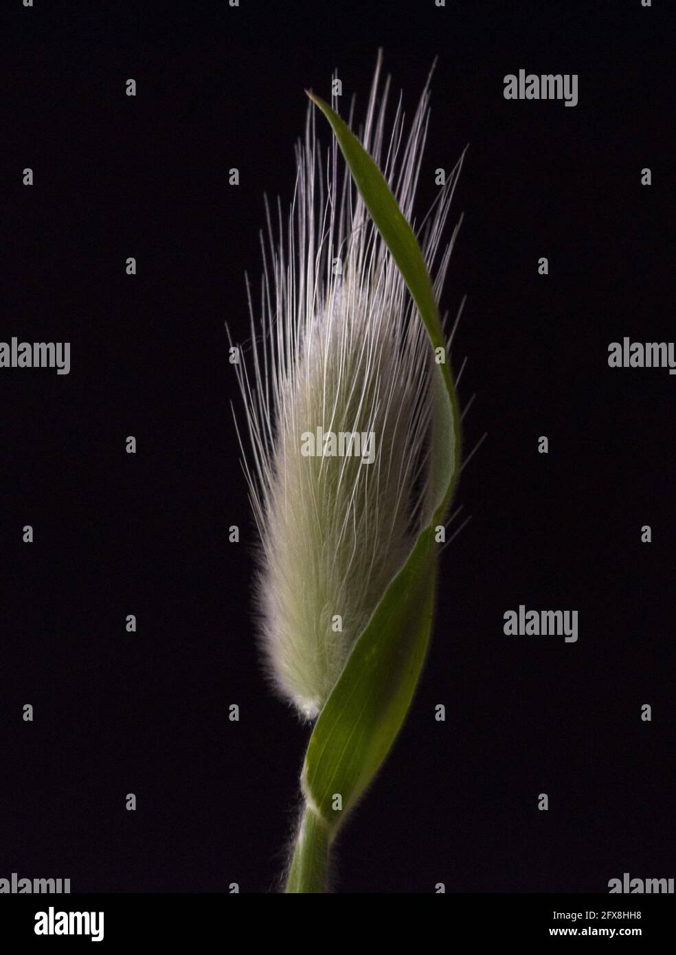 Fiore con sfondo nero Stock Photo - Alamy