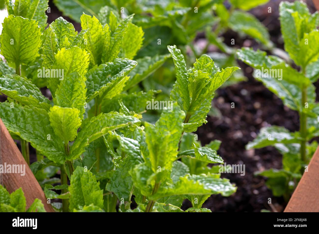 macro close up of  mint in a window box  growing herbs in small spaces . Collective focus copy space to the right de-focus background Stock Photo