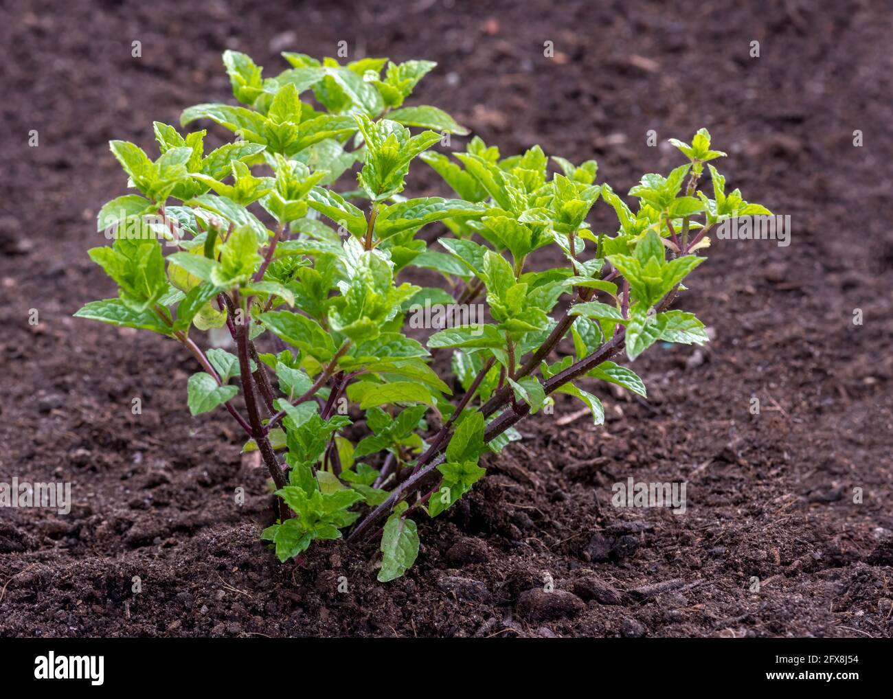new mint plant in composted garden  to keep insects away, selective focus, dark background copy space bottom right Stock Photo