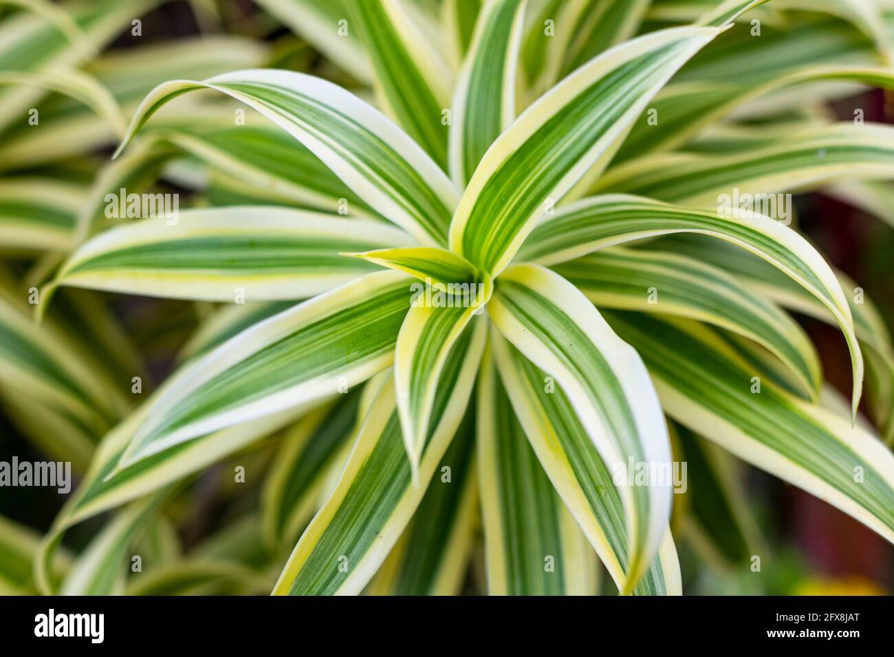 Dracaena is an ornamental plant. The variety grows in Indonesia in the open ground. Stock Photo