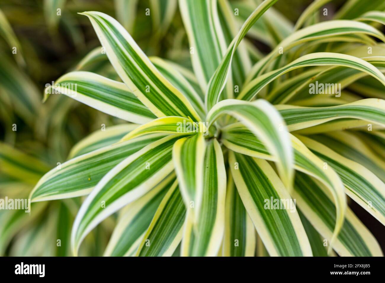 Dracaena is an ornamental plant. The variety grows in Indonesia in the open ground. Stock Photo